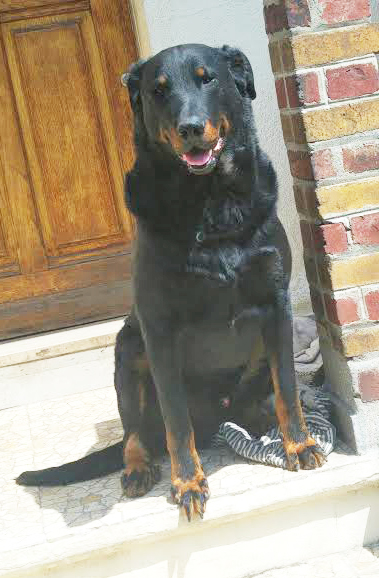 domainedelalicorne.fr photo chien beauceron photo chiot beauceron Elevage de beauceron chiot beauceron pure race élevage du clos de la licorne elevage des gardiens de la licorne elevage beauceron noir et feu authentique gros gabarits élevage de Beauceron familial sérieux et qualité domainedelalicorne.fr suivi des chiots conseil d’éducation chiot propre bas rouge santé caractère spécialiste du beauceron noir et feu ou arlequin chien rustique berger de France  nos chiots sont élevés avec amour et attention notre passion au service de la qualité Beauceron de qualité et sportif domaine de la licorne 04380 BARRAS élevage en liberté éleveur berger de beauce élevage de beauceron de travail 06 11 20 51 93 site domainedelalicorne.fr mail domainedelalicorne@gmail.com